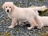 Des chiots Golden Retrievers LOF disponibles
