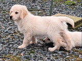 Des chiots Golden Retrievers LOF disponibles