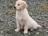 Des chiots Golden Retrievers LOF disponibles