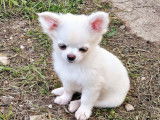 Un chiot Chihuahua au pelage blanc LOF à acheter