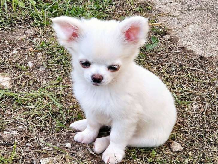 Un chiot Chihuahua au pelage blanc LOF à acheter