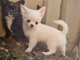 Un chiot Chihuahua au pelage blanc LOF à acheter