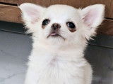 Un chiot Chihuahua au pelage blanc LOF à acheter