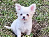 Un chiot Chihuahua au pelage blanc LOF à acheter