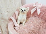 Un chiot Chihuahua au pelage blanc LOF à acheter
