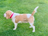 Place femelle beagle adulte