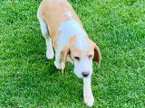 Place femelle beagle adulte