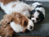 2 chiots femelles Cavaliers King Charles LOF blenheim disponibles
