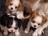 2 chiots femelles Cavaliers King Charles LOF blenheim disponibles