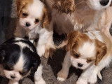 2 chiots femelles Cavaliers King Charles LOF blenheim disponibles