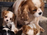 2 chiots femelles Cavaliers King Charles LOF blenheim disponibles