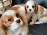 2 chiots femelles Cavaliers King Charles LOF blenheim disponibles