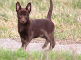 3 chiots Kelpies Australiens &agrave; acheter (LOF)