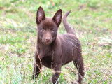 3 chiots Kelpies Australiens &agrave; acheter (LOF)