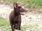 3 chiots Kelpies Australiens &agrave; acheter (LOF)