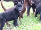 3 chiots Kelpies Australiens &agrave; acheter (LOF)