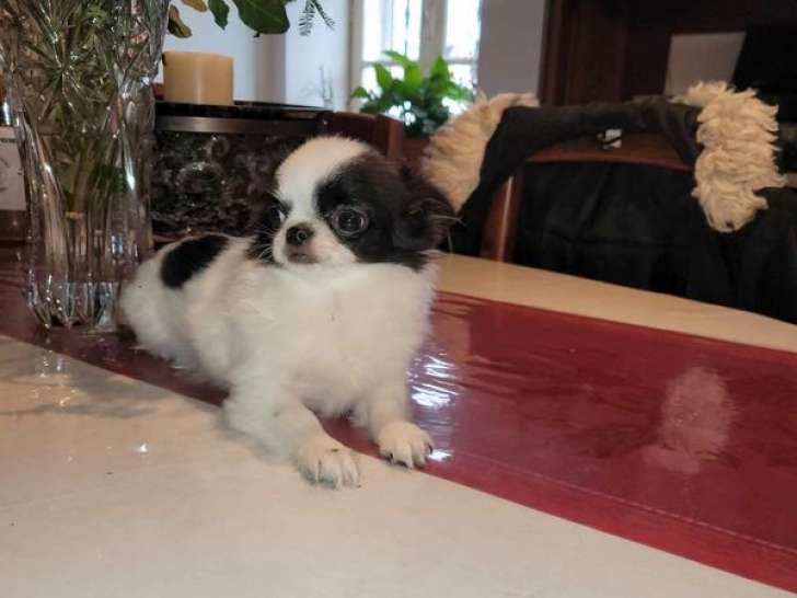Chiot femelle Chihuahua LOF à vendre