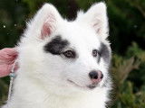 Chiots Laïka de Yakoutie LOF disponibles