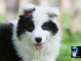 Chiots Laïka de Yakoutie LOF disponibles