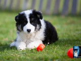 Chiots Laïka de Yakoutie LOF disponibles