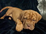 Chiot Dogue de Bordeaux à vendre