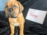 Chiot Dogue de Bordeaux à vendre