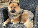 Recherche mâle Eurasier LOF pour saillie