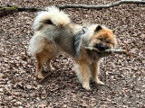 Recherche mâle Eurasier LOF pour saillie