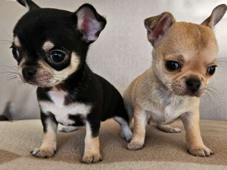 À réserver : 2 chiots Chihuahuas LOF à poil court