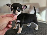 À réserver : 2 chiots Chihuahuas LOF à poil court