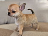 À réserver : 2 chiots Chihuahuas LOF à poil court