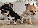 À réserver : 2 chiots Chihuahuas LOF à poil court