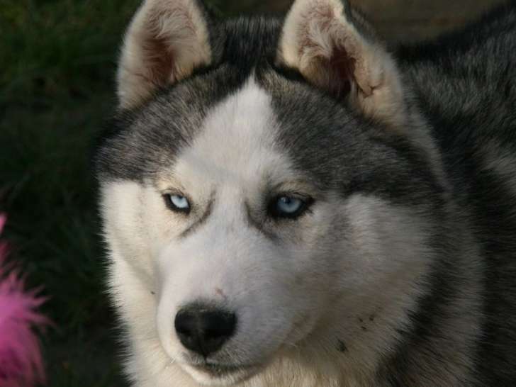 Disponibles à la vente : 4 chiots Huskies de Sibérie LOF