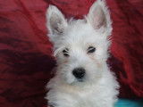 2 chiots femelles Westies blancs à la vente (LOF)