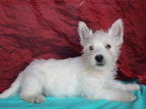 2 chiots femelles Westies blancs à la vente (LOF)