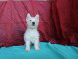 2 chiots femelles Westies blancs à la vente (LOF)