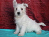 2 chiots femelles Westies blancs à la vente (LOF)