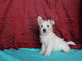 2 chiots femelles Westies blancs à la vente (LOF)