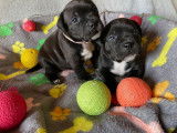 À réserver : 3 chiots mâles Staffies LOF au pelage noir