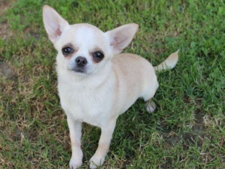 Disponible à l’achat : une chienne Chihuahua de 3 ans LOF
