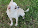 Disponible à l’achat : une chienne Chihuahua de 3 ans LOF