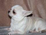 Disponible à l’achat : une chienne Chihuahua de 3 ans LOF