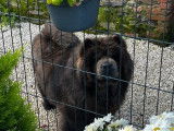 Une chienne Chow-Chow noire et bleue de 3 ans à l'achat (LOF)