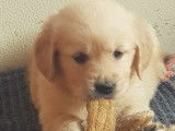 8 chiots Golden Retrievers LOF sable à réserver