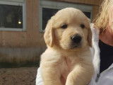 8 chiots Golden Retrievers LOF sable à réserver