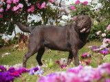 Chien Labrador Retriever marron LOF de 3 ans à vendre