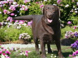 Chien Labrador Retriever marron LOF de 3 ans à vendre