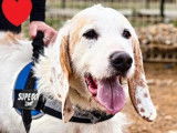 Offrez une maison à un chien aimant : adoption disponible
