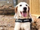 Offrez une maison à un chien aimant : adoption disponible