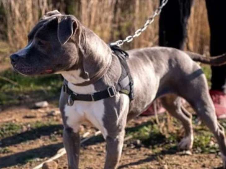 Disponible à l'adoption : chienne grise et blanche